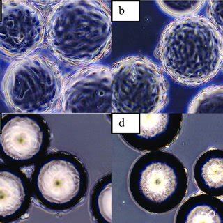 Vero cells are a lineage of cells used in cell cultures. (PDF) The Growth Study of Vero Cells in Different Type of ...
