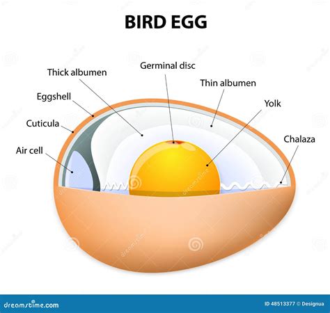 Bird Egg Structure Cartoon Vector Cartoondealer The Best Porn Website