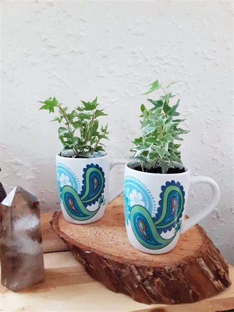 Others grow on an indoor trellis or a wire frame. Live Ivy Indoor Houseplant, Potted Plants, Common Ivy ...
