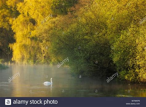 Download This Stock Image Mute Swan Cygnus Olor On The River Itchen
