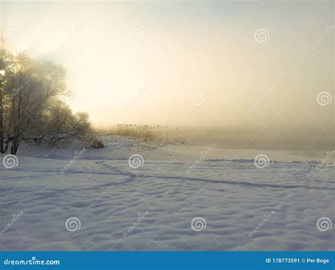 Hazy Ice Cold Winter Sunset Landscape With Snow Tree And Fog Over