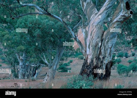 Red Gum Tree Hi Res Stock Photography And Images Alamy