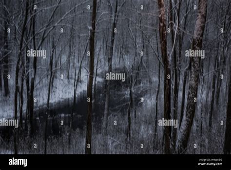 Snowy Scene In Northern Virginia Woods Stock Photo Alamy