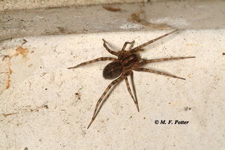 I was always that person who said: Eliminating Spiders Around Homes and Buildings | Entomology