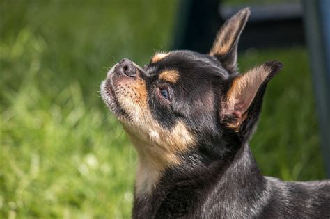 Why Adopting A Senior Chihuahua Might Be Right For You Chihuahua