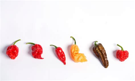 At 3,180,000 shus, pepper x is the hottest pepper in the world. Scoville scale: The hottest chillies in the world- in ...