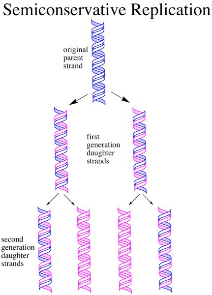 Why Is Dna Replication Described As Semiconservative