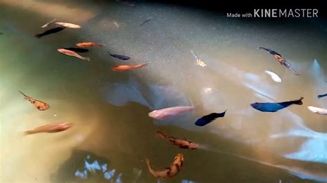 Maybe you would like to learn more about one of these? Different types of mollies with goldfish!💯 - YouTube