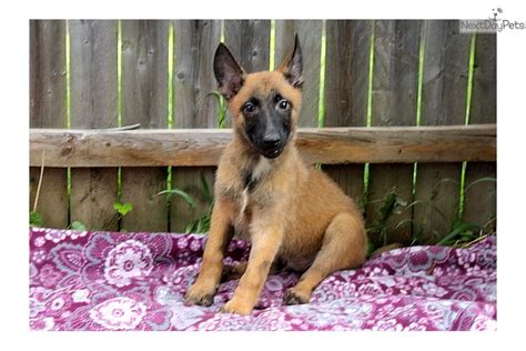 Belgian Malinois Puppy For Sale Near Lancaster Pennsylvania