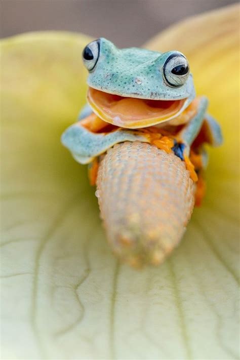 Smile 02 By Hendy Mp 500px Frog Pictures Cute Frogs Amazing Frog