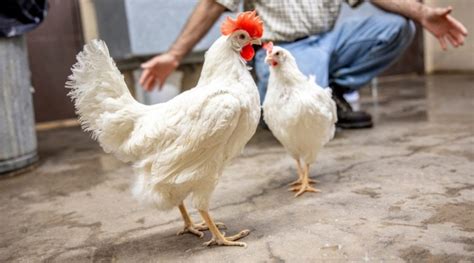 Poultry Flock Owners Urged To Step Up Biosecurity In Response To Avian Flu Morning Ag Clips