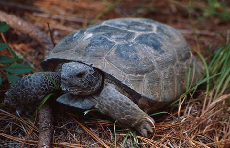 No Federal Protection For Gopher Tortoises Under Endangered Species Act