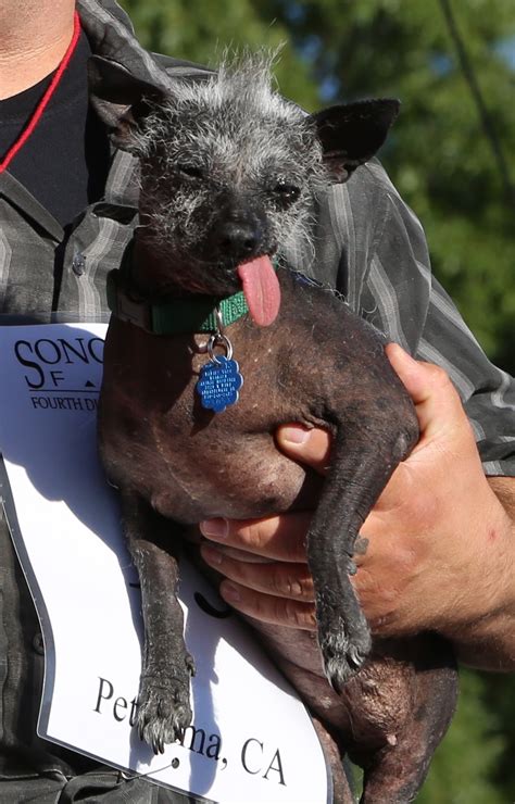Worlds Ugliest Dog Contest Wikipedia