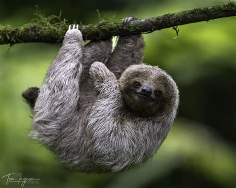 Three Toed Sloth Costa Rica Tom Ingram Flickr
