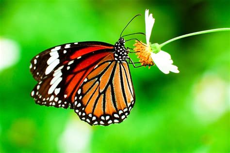 Usda Links Insecticide To 20 Year Decline In Monarch