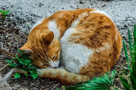 Begin your drawing of a sleeping cat by making a round circle for the head. How to Draw a Sleeping Cat step by step - Easy Animals 2 Draw