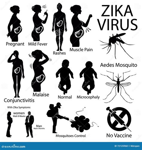zika virus infographic with pregnant woman stock vector illustration of information pregnant