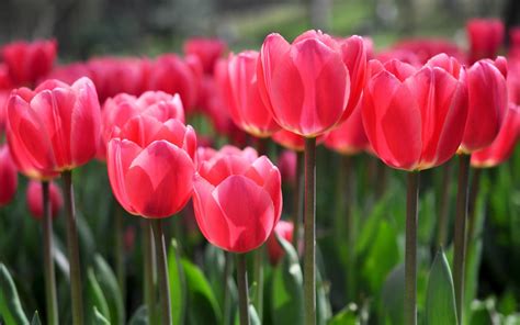 Gardening Red Tulip Wallpaper Flowers Blooming Tulip Flowers Wallpaper