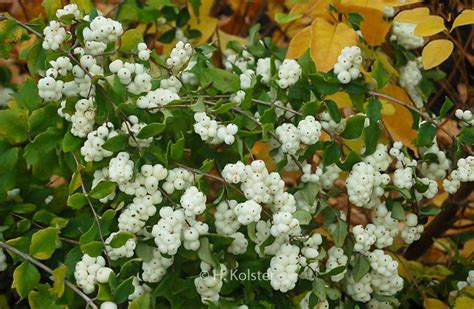 Symphoricarpos Oreophilus Plantentuin Esveld