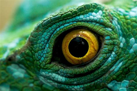 45 Must See Images Of Animal Eyes Photo Contest