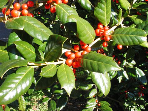 Nellie stevens holly is an adaptable shrub that can survive under a wide range of conditions, from sun to shade, acidic soil to alkaline soil, and water to no water. Nellie Stevens Holly | Nature Photo Gallery