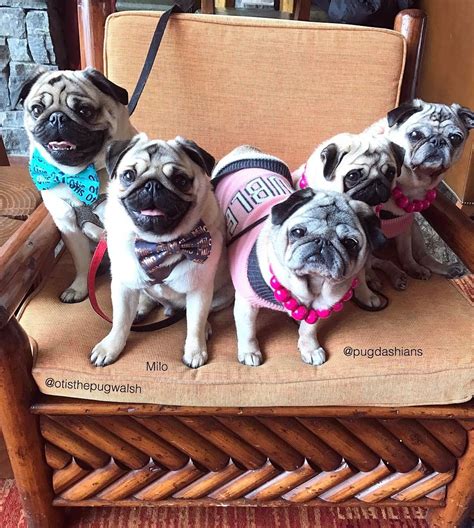 These Instagram Pugs Are Channeling Real Housewives Unleashed Hundar