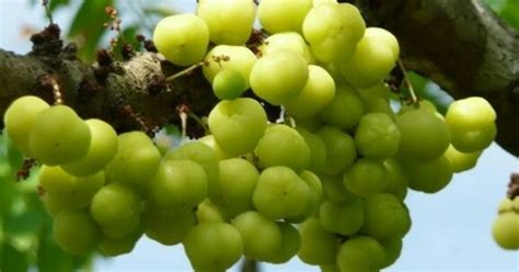 Maka dari itu buah cermai juga bermanfaat untuk kecantikan. 12 manfaat buah cermai