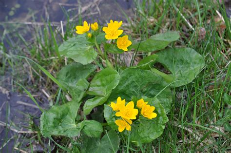 Uswildflowers database state list for georgia. Time to Enjoy the Spring Wildflowers | Mackinac State ...