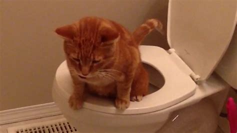 Cat Caught Using The Toilet Like A Human