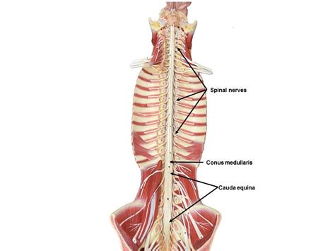 Nervous And Spinal Cord Models