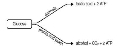 Check spelling or type a new query. word: Word Equation For Aerobic Respiration In Humans