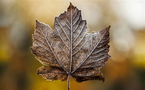 Check spelling or type a new query. leaf, maple, dry Wallpaper, HD Macro 4K Wallpapers, Images ...