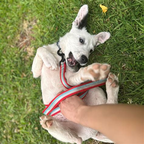Houston SPCA - Happy Monday! Foster is so excited to start...