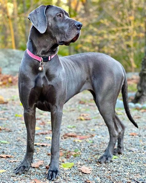 Great Dane Mastiff Mix Daniff Info Pictures Traits And Facts