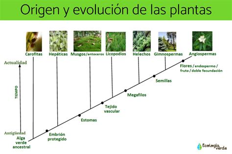 BiologÍa Vegetal Mind Map