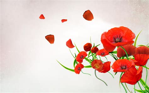 Poppy Petals Wallpaper 1920x1200 31436