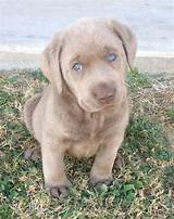 Silver Retriever Puppies For Sale