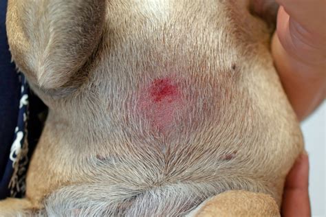 Dog Belly Rash Heres How To Soothe It