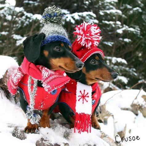 Were Always Sportin The Latest Winter Wiener Wear Crusoe