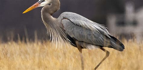 Creature Feature Great Blue Heron Great Ecology