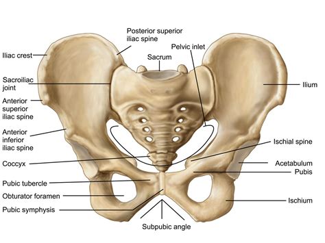 Pain in the lower left abdomen can be caused by a variety of triggers, but narrowing down on the exact underlying cause can help you get the relief. Bones Of Female Back : Pin On Anatomy / Left superficial ...