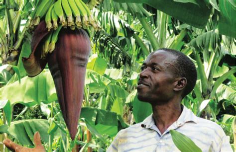 The Past And Future Of The Saint Lucian Banana Industry St Lucia Star