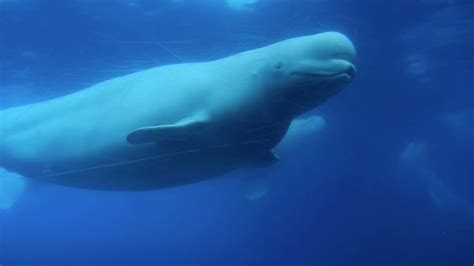 Underwater Noise And Marine Mammals Clear Seas