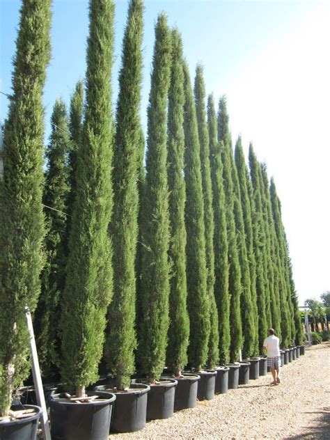 Incredible Tall Skinny Trees For Privacy For Small Space Home
