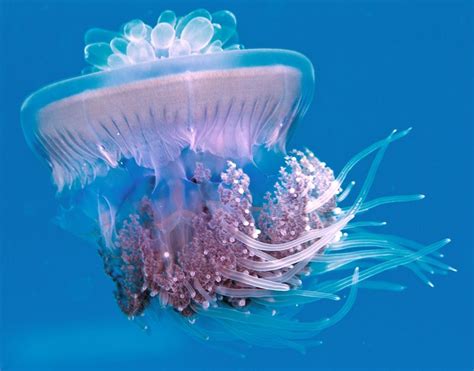 9 Types Of Jellyfish With Perfect Pictures Mostbeautifulthings