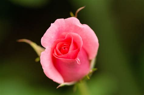 Free Photo Rose Blossom Bloom Pink Free Image On Pixabay 445114