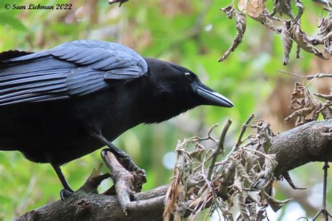 American Crow Corneille Damerique Corvus Brachyrhynchos Flickr