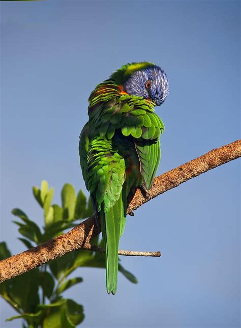 Scarlet Macaw Rainbow Parrot Plumage Red Color Beak Feather