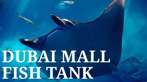 Dubai Mall Fish Tank Youtube