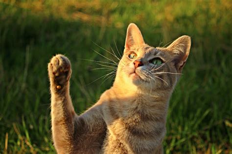 Cat Declawing Pros Cons And Safe Alternatives